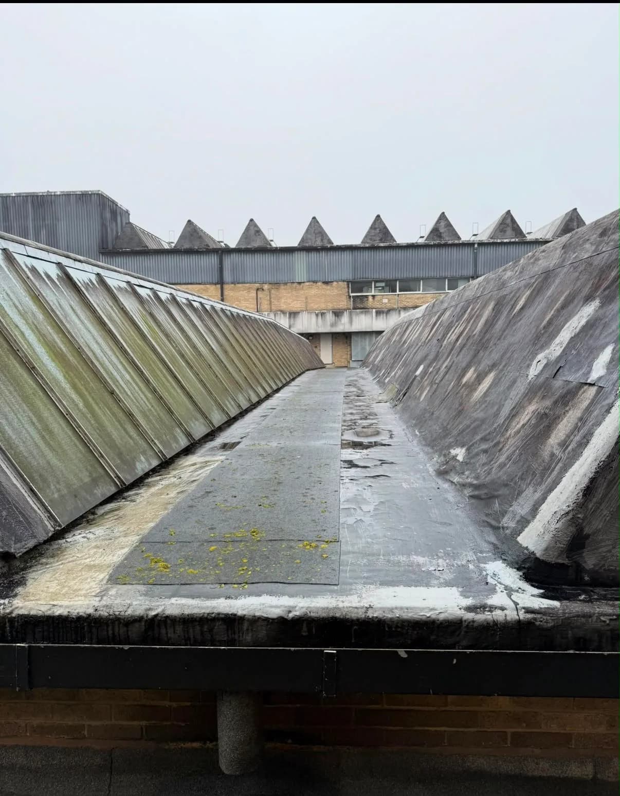 A worn valley gutter between two slopes of the factory roof before the work: patched, aged felt with standing water and moss, hemmed in by weathered glazed roof lanterns on both sides.